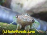 /home//u458753944/public_html/sourcegallery//////////////Insects and small critters/aphids cicadas lanternflies and true bugs (Hemiptera)/P1130993.JPG